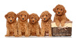 Poodle puppies with basket