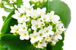 white Kalanchoe flower isolated