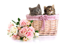 Small Kittens In Basket Isolated On White