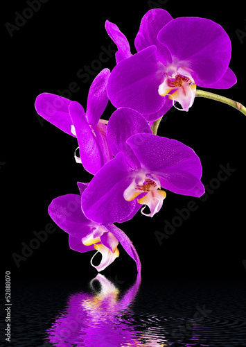 Board z aluminiowym obramowaniem Purpurowa orchidea na czarnym tle