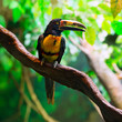 Collared Aracari Agarrado Pteroglossus torquatus toucan