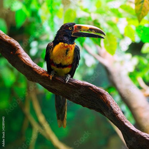 Fototapeta na wymiar Collared Aracari Agarrado Pteroglossus torquatus toucan