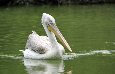 Wall Mural - Pelican swimming