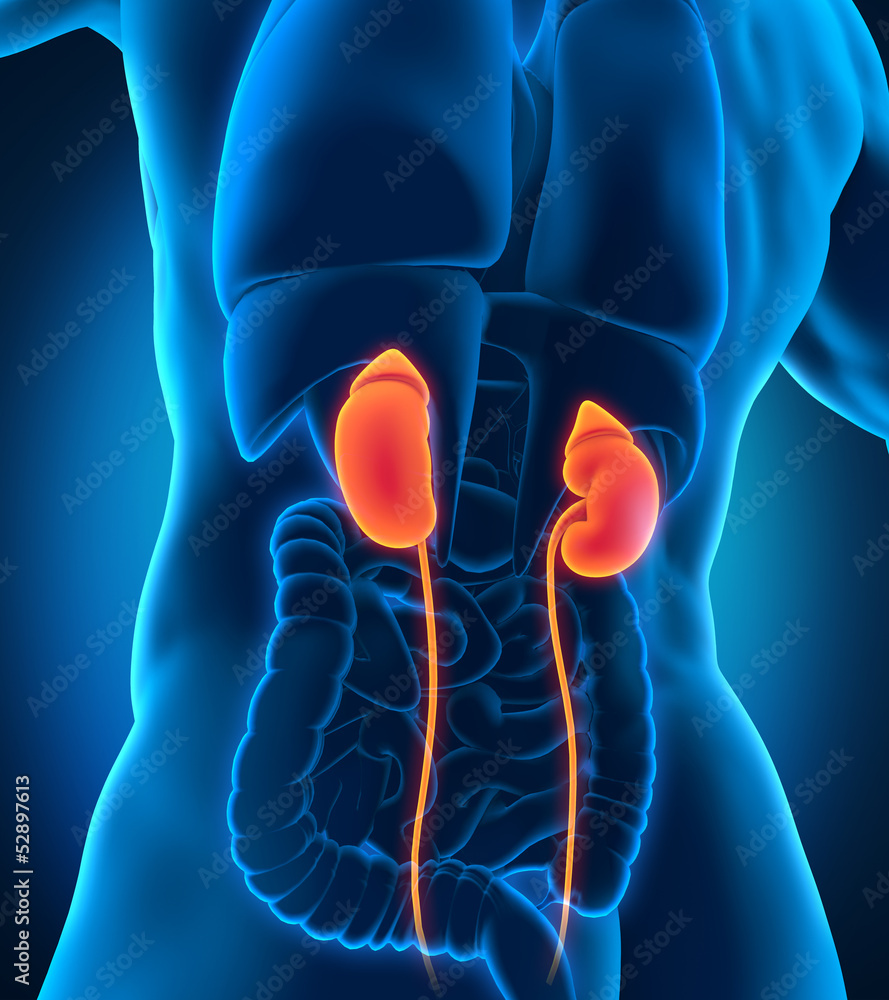Human Male Kidneys Anatomy Stock Illustration | Adobe Stock