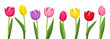 Tulips of various colors. Vector illustration.