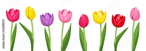 Cuadros en Lienzo Tulips of various colors. Vector illustration.