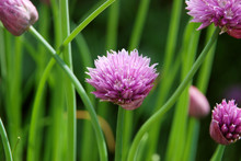 Closeup Of A Chive Flower Head