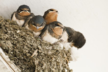 Swallow Nest With Chicks