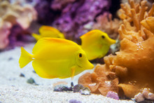 Yellow Tang Fish Zebrasoma Flavesenes
