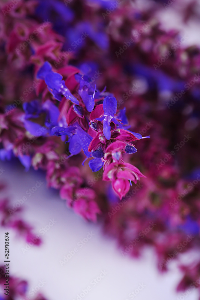 Salvia flowers, close up