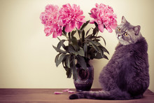 Cat And Flowers Bouquet In Vase On Wooden Table