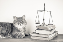 Scales, Books And Cat On A Table. Vintage Sepia Photo