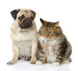 Fototapeta Koty - Cat and dog looking away. isolated on white background