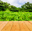 summer background with wooden
