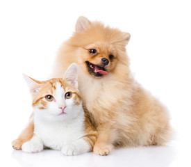 Poster - spitz dog embraces a cat. looking at camera. isolated on white