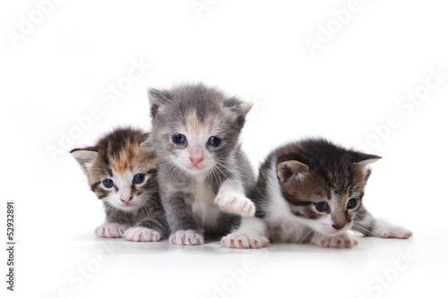 Obraz w ramie Adorable Newborn Kittens on a White Background