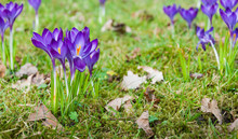 Purple Flowering Crocuses In The Spring Season
