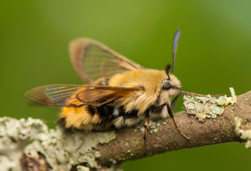 Sticker - Hemaris Tityus