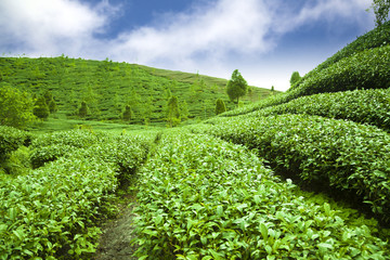 green tea garden with cloud background