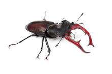 Brown Stag Beetle Lucanus Cervus