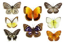 Schmetterling Sammlung