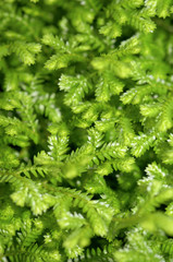 Canvas Print - Selaginella kraussiana ( Trailing Selaginella )