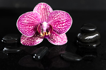  Still life with pebbles and gorgeous orchid