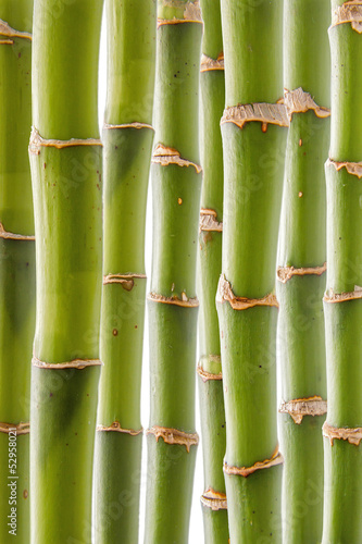 zielone-lodygi-bambusowe-na-bialym-tle