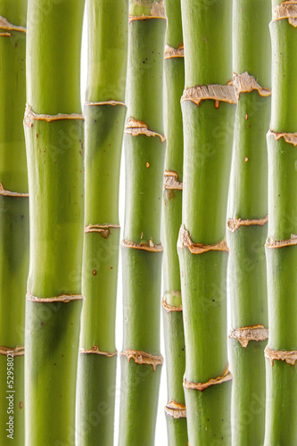 Plakat na zamówienie Bamboo Pattern