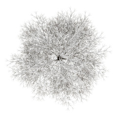 Wall Mural - top view of winter hornbeam tree isolated on white background