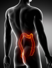 Poster - Colon male anatomy posterior x-ray view