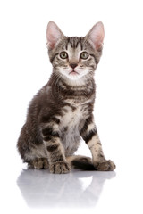 Wall Mural - Striped Small kitten sits on a white background.