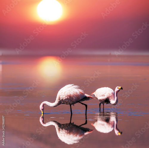 Fototapeta dla dzieci Flamingo