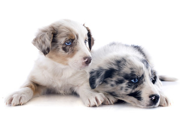 puppies border collie