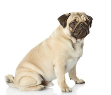 Pug Puppy Sitting In Profile. Isolated On White Background