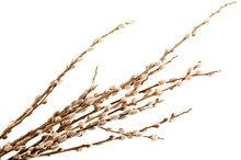 Delicate Flowering Willow Branches Isolated On White Background.