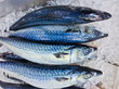 © bejim - Fresh fish on ice
