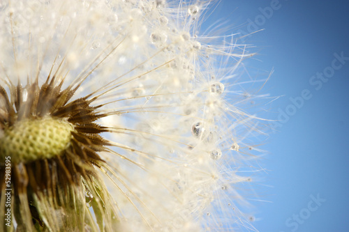Board z aluminiowym obramowaniem Piękny dandelion z nasion na niebieskim tle
