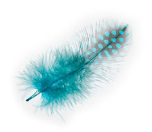 Guinea Fowl Feather  Turquoise  On A White Background