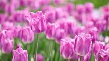 Field Of Purple Tulips In Spring