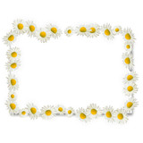 Fototapeta Lawenda - Frame of daisies