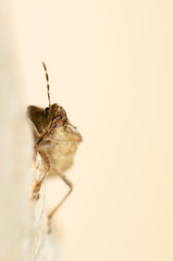 Wall Mural - Dolycoris baccarum