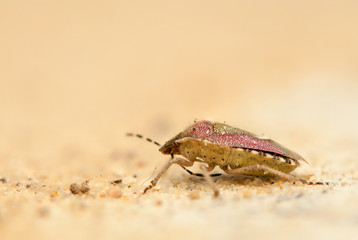 Wall Mural - Dolycoris baccarum