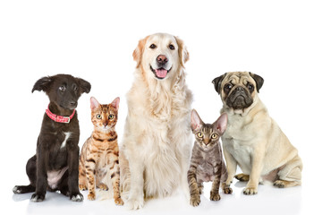Poster - Large group of cats and dogs in front. isolated