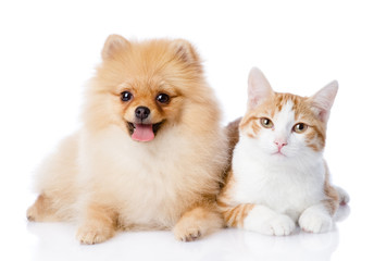 Poster - orange cat and spitz dog together. looking at camera. isolated 