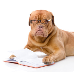 Aufkleber - Dogue de Bordeaux read book. isolated on white background