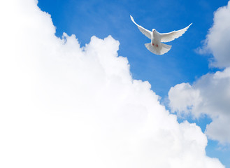 Fototapete - White dove flying in the sky. Template with a text field.