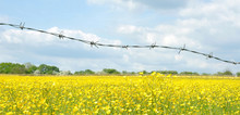 Barbed Wire Fence And Field Of  Buttercups