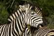 Zebra chewing