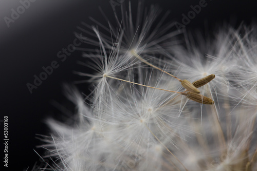 Board z aluminiowym obramowaniem Dandelion na czarnym tle. 